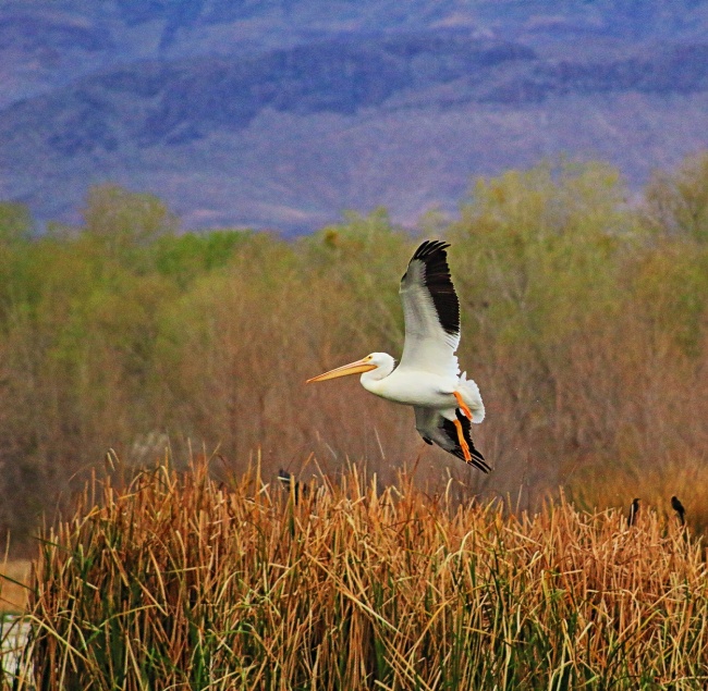 foto:joel perez valdez  - lo hecho en México