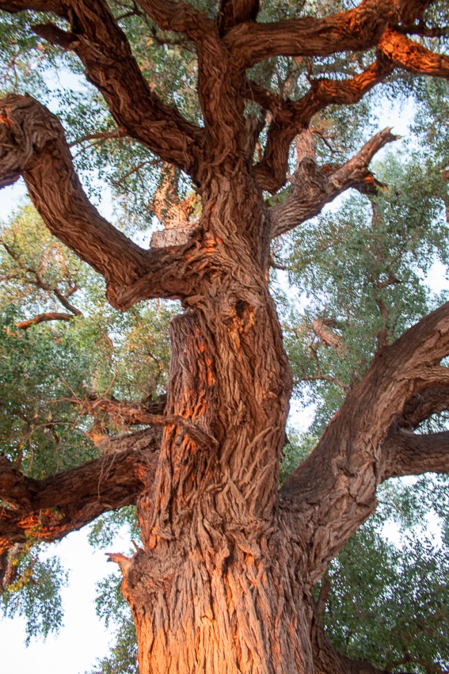 foto:Juan Cipriano Esquer Delgado  - lo hecho en México