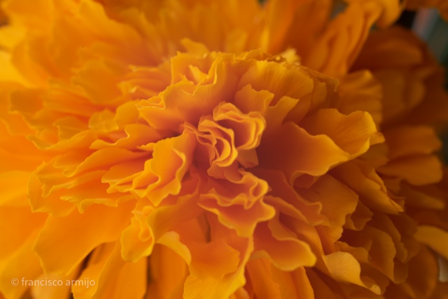 foto:Francisco Armijo Pérez Oronoz   - lo hecho en México