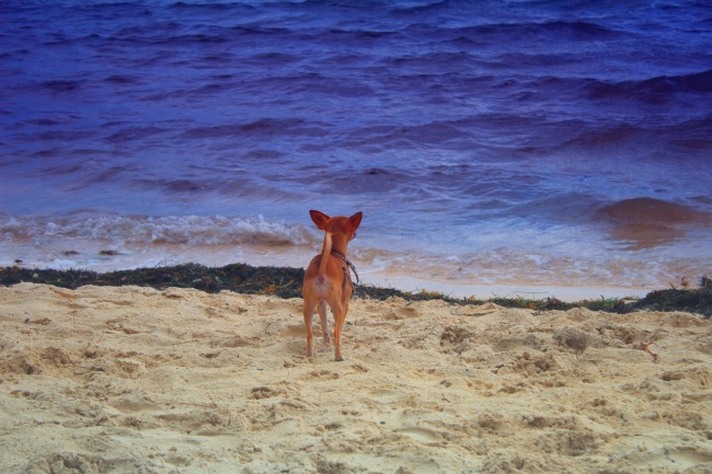 foto:Jesús Humberto Apresa Rivera  - lo hecho en México