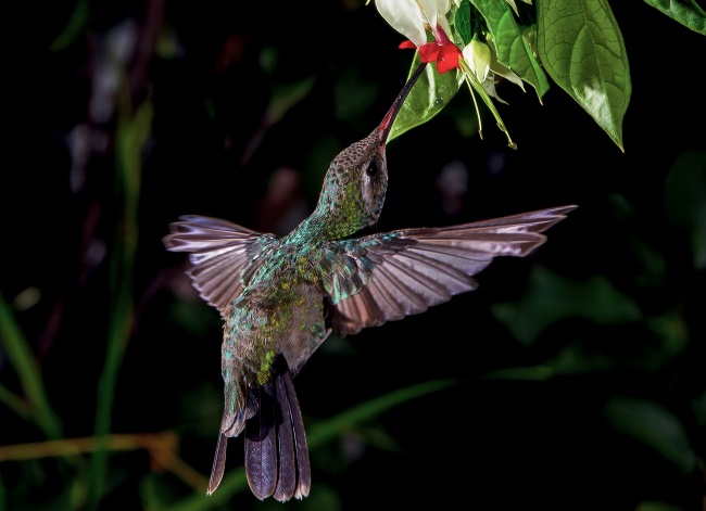 foto:jorge rosco  - lo hecho en México