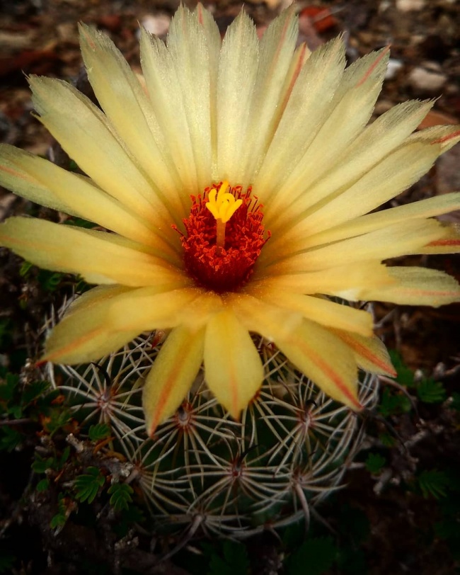 foto:Darío Gil Matías Carrasco  - lo hecho en México