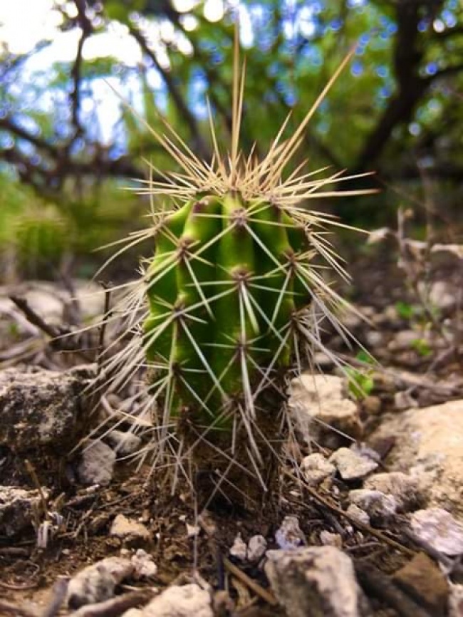 foto:Daniel reyes rodriguez  - lo hecho en México