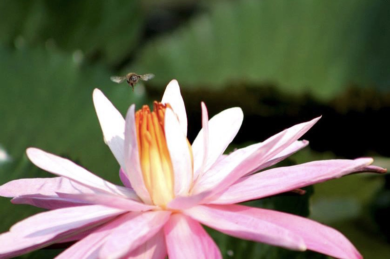foto:Estefania Maasberg Félix   - lo hecho en México