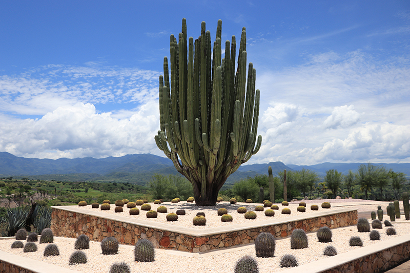 foto:Verónica Martínez Hernández  - lo hecho en México