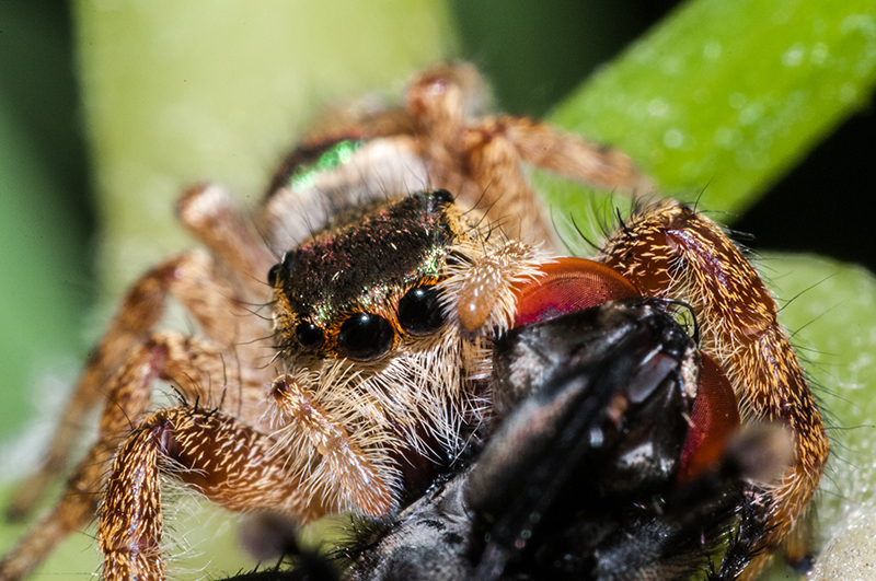 foto:Edgar Isaac Hernández Burgos  - lo hecho en México