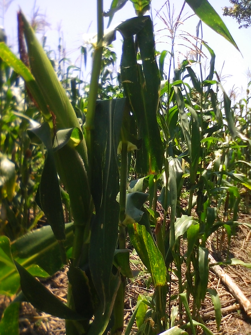 foto:Belisario Pérez Pérez  - lo hecho en México