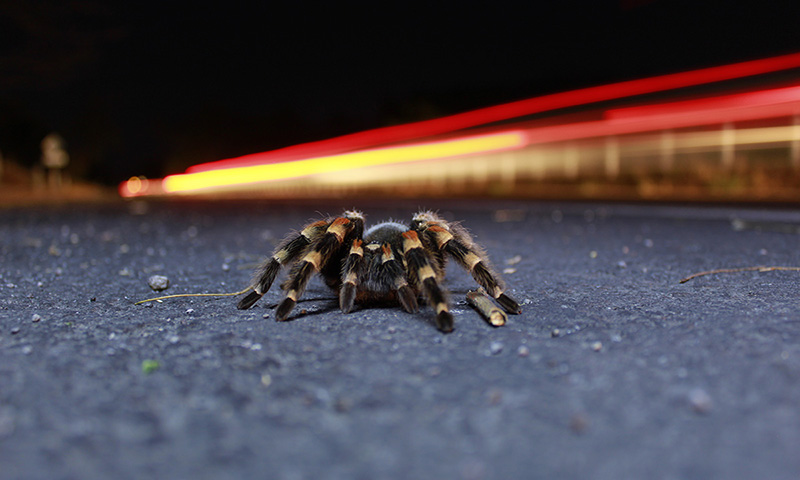 foto:Juan Carlos Arteaga Rodriguez  - lo hecho en México