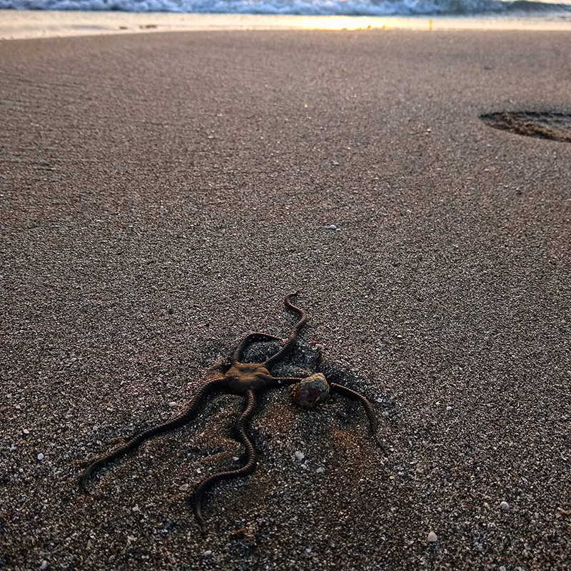 foto:Jesús Bernardino Martínez Marín  - lo hecho en México