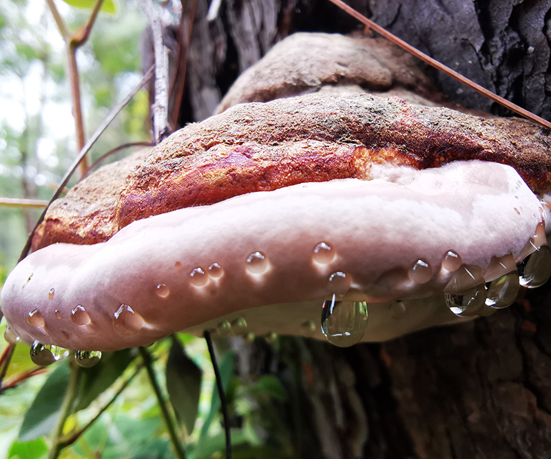 foto:Pável Martín Sarmiento Santiago  - lo hecho en México