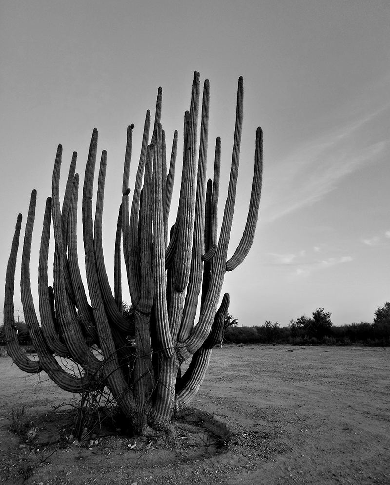 Diana Lourdes Arvizu Hernández  