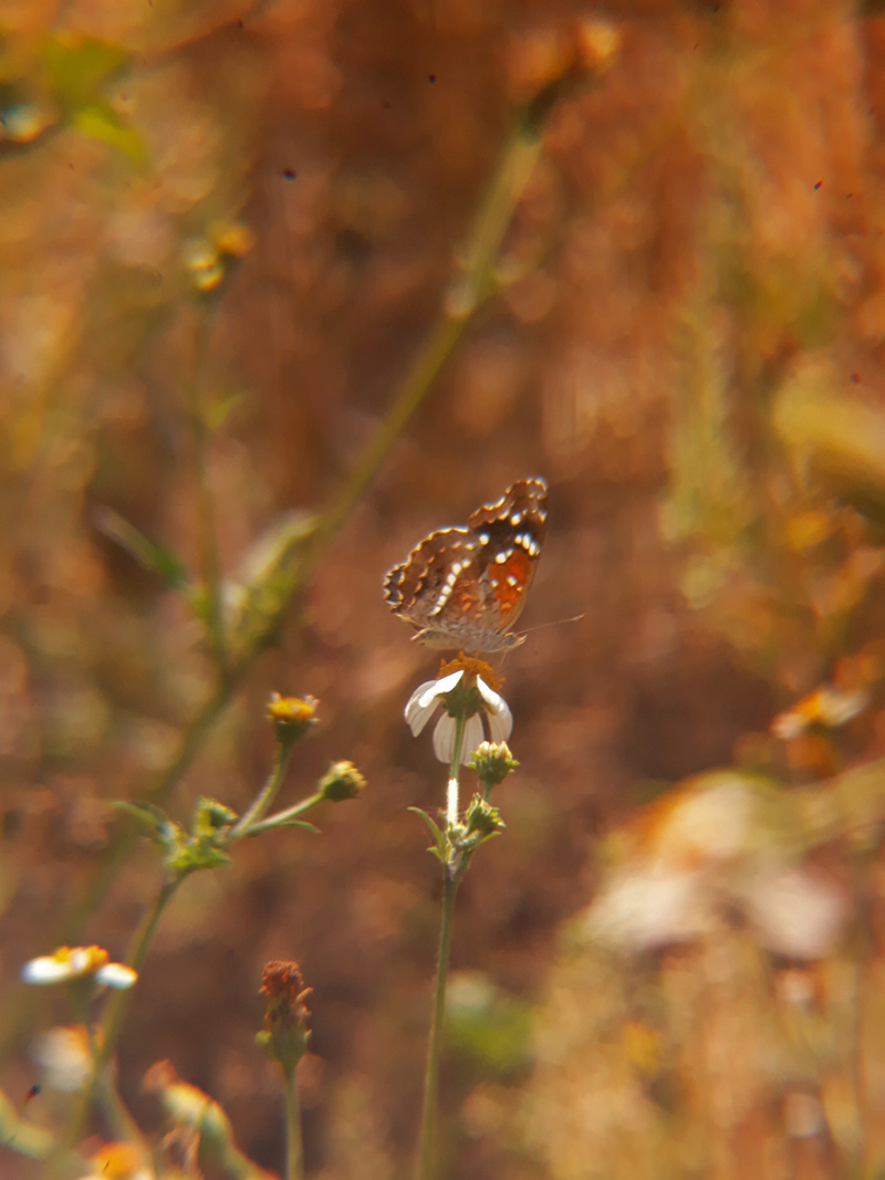 foto:Paola Esmeralda Marín Ortiz  - lo hecho en México