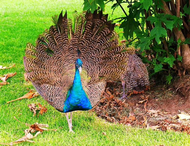 foto:YADIRA GARCIA ORIGEL  - lo hecho en México