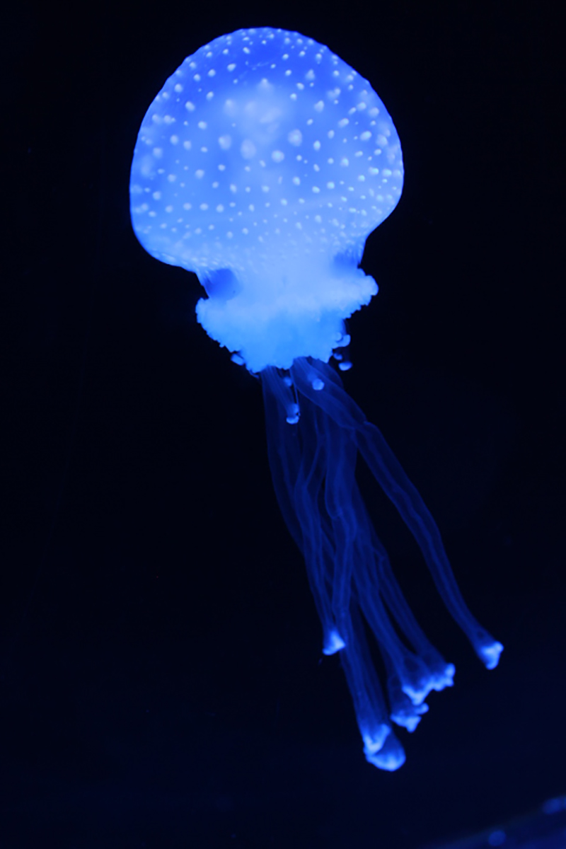 Patricia Lopez Salazar 