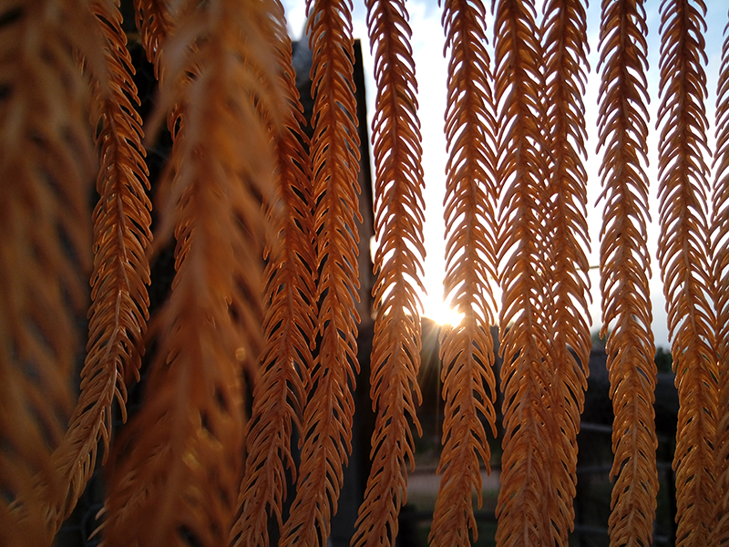 foto:Fernando Emmanuel Galván Romero  - lo hecho en México