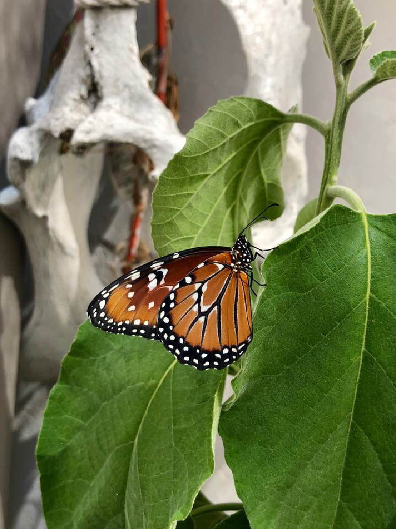Nora Carolina Rodriguez Sanchez 