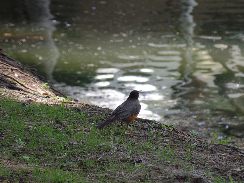 Norma  Ma. del Refugio Rincón Mendoza  