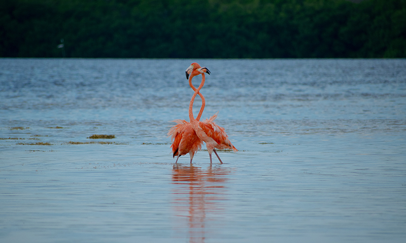 foto:Carlos Alberto Morones Ugarte  - lo hecho en México