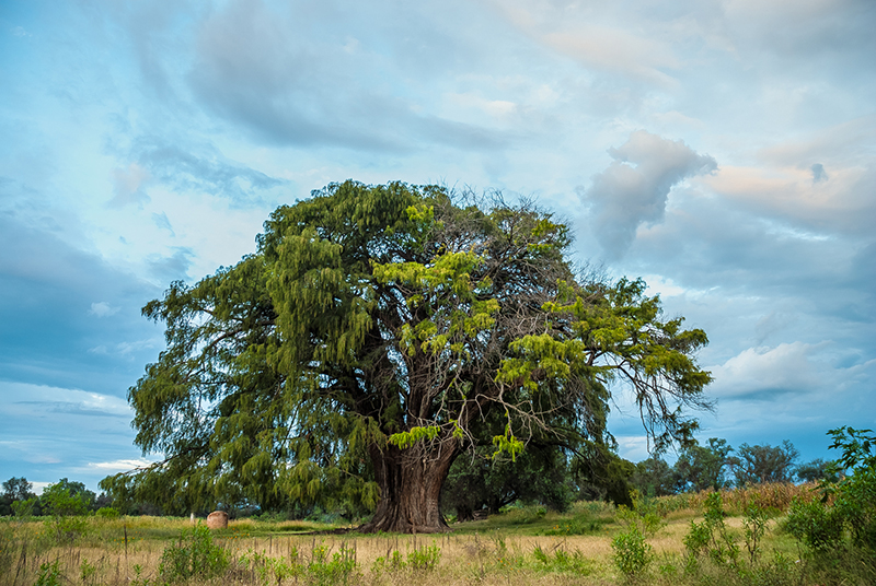 foto:Fernando Briceño Aguiñaga  - lo hecho en México