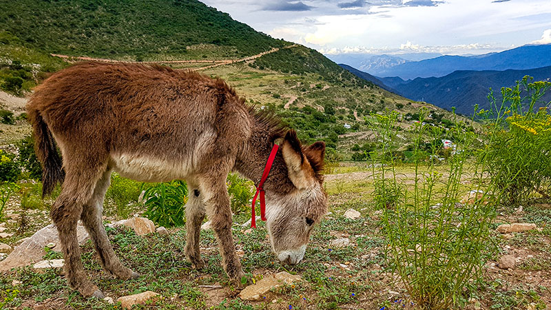 foto:Iván Lanuza Rodríguez   - lo hecho en México