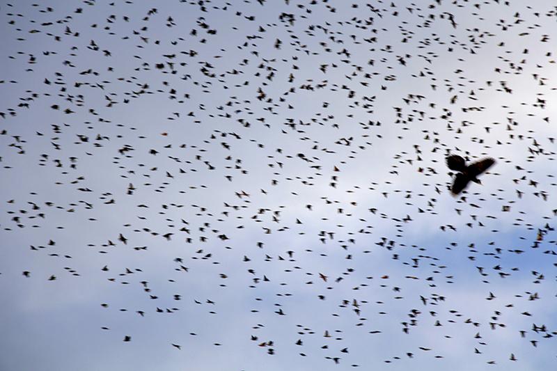 José Leonardo Cardoso Villegas 