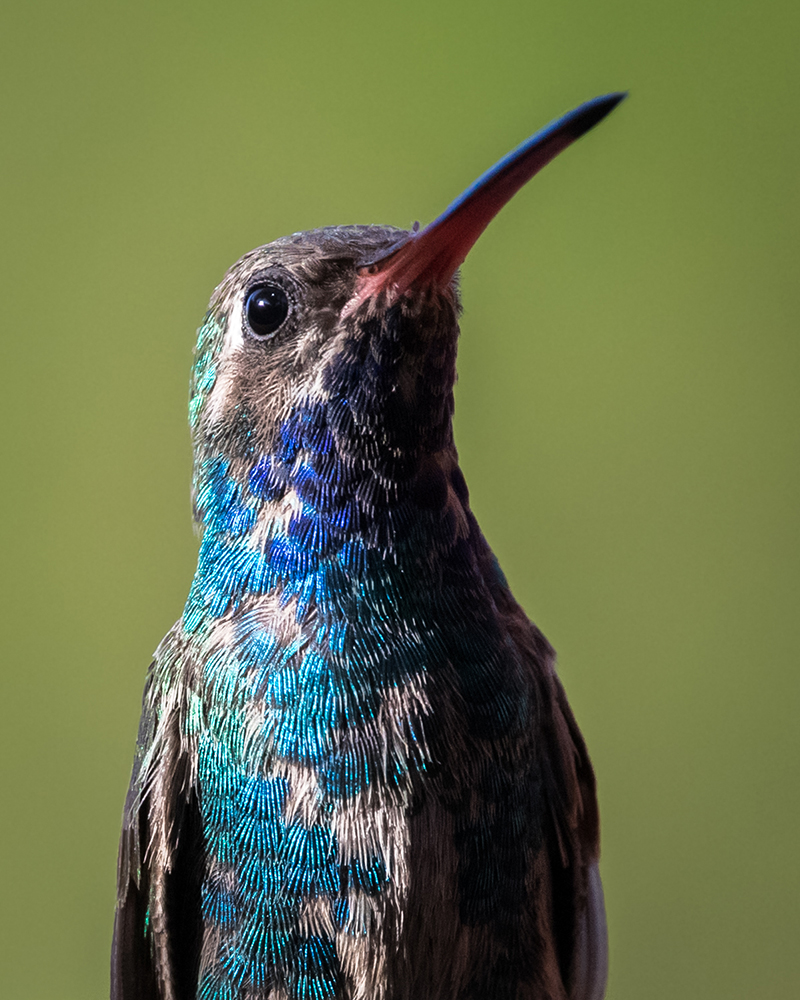 foto:Jorge Castro Urbiola   - lo hecho en México