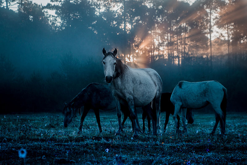 foto:Jorge Pacheco León  - lo hecho en México