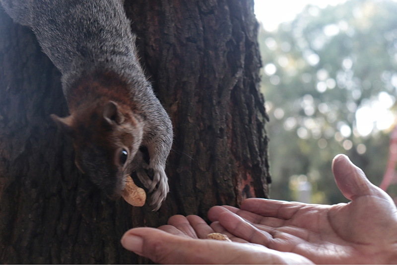 foto:Marco Antonio Montesinos Olivares  - lo hecho en México