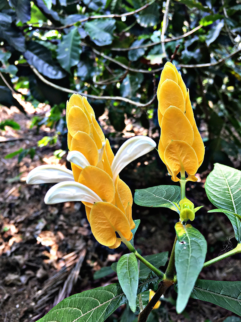 foto:Fernando jose Vázquez Álvarez   - lo hecho en México