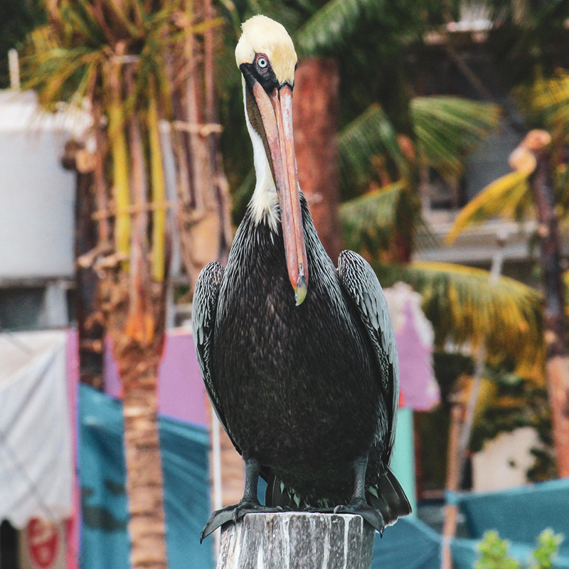 foto:Misael David Vergara Rojas  - lo hecho en México