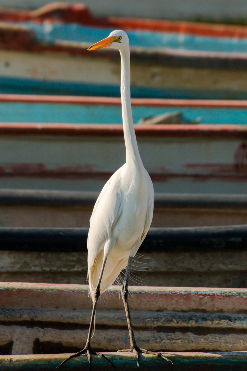 foto:Ruben Alejandro Villagran Rubio  - lo hecho en México