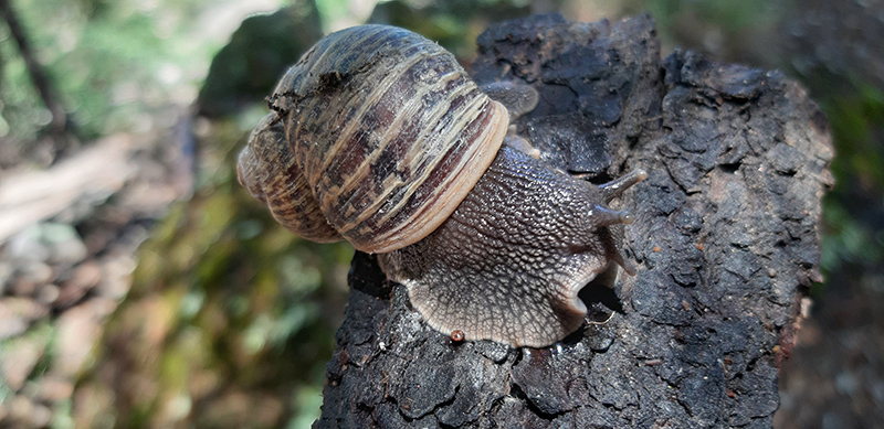 foto:Luis Julián Magallanes Gálvez - lo hecho en México