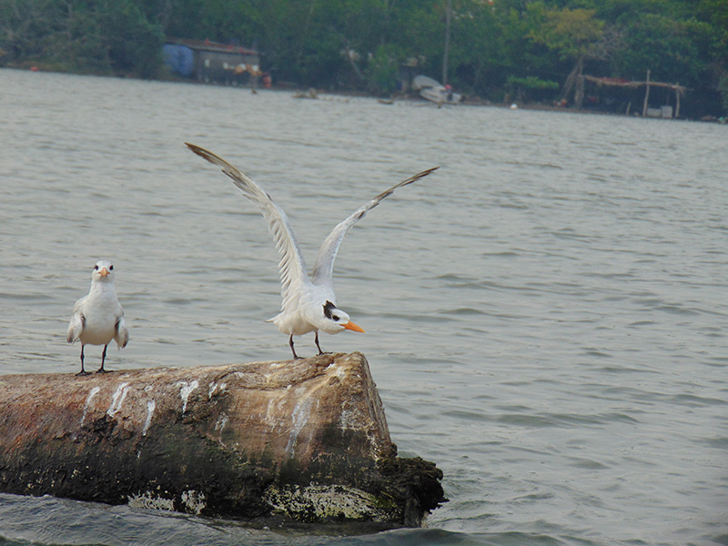 Varant Avila Delgadillo 
