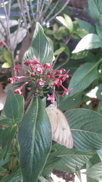 foto:Erika Adriana Acosta Condado   - lo hecho en México