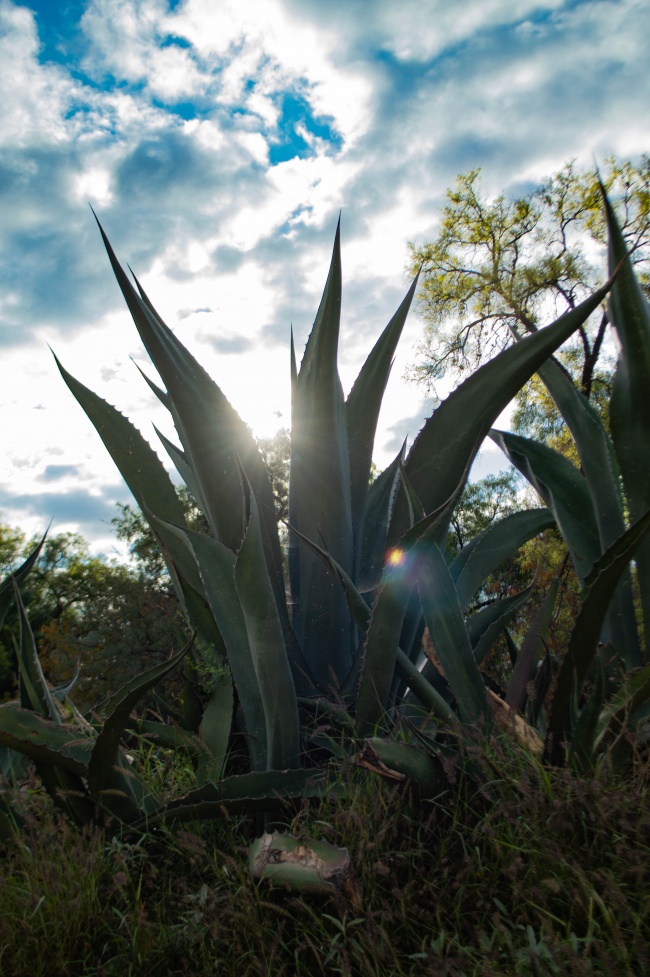 foto:Sergio Iván Serna Rubio  - lo hecho en México