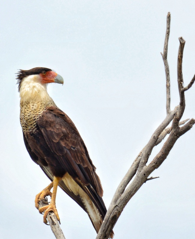 foto:Saucedo Montalvo  - lo hecho en México