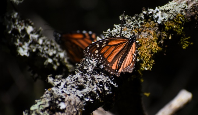 foto:Lorena  - lo hecho en México