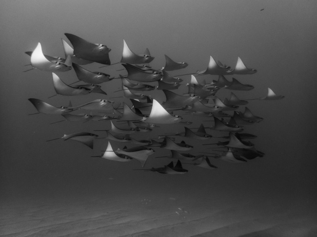 foto:José Antonio Romero Guillot  - lo hecho en México