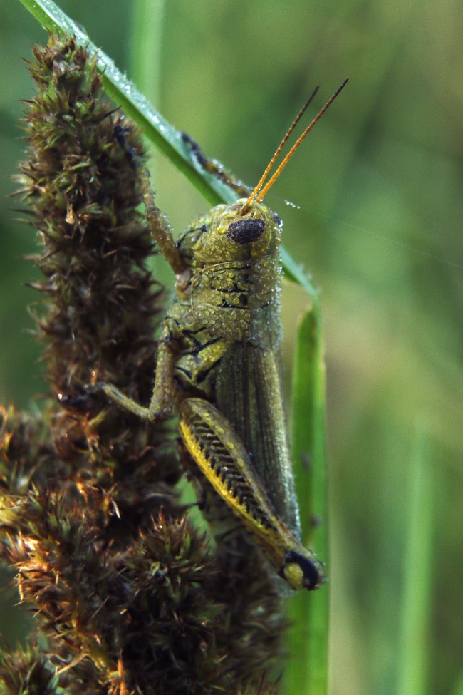 foto:José Antonio Valdez Orozco  - lo hecho en México