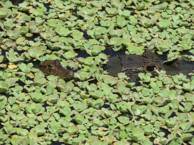foto:RAMÓN ALBERTO FLORES MORENO  - lo hecho en México