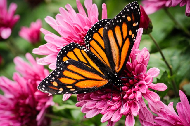 foto:Karla Jazmín Gómez Téllez   - lo hecho en México