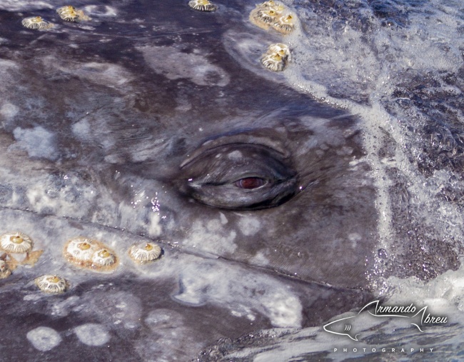 Armando Abreu Soriano  