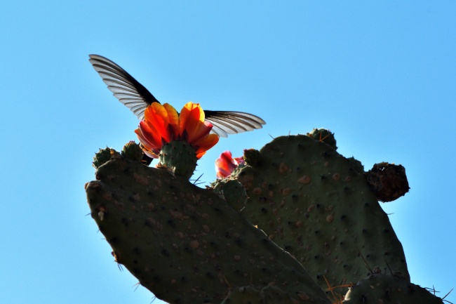 foto:Daniel Israel Solano Jandete  - lo hecho en México