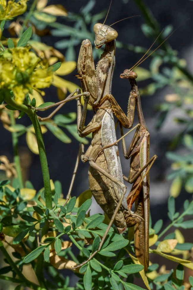 foto:Demetrio Urias Donado sotomayor  - lo hecho en México