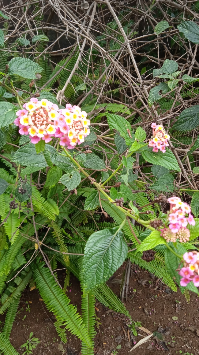 foto:Maria Fernanda García Mora  - lo hecho en México