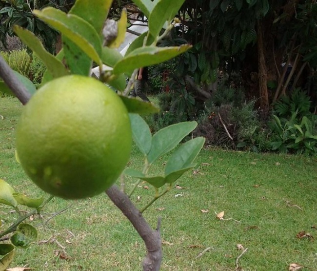 foto:Camila Enriquez  - lo hecho en México