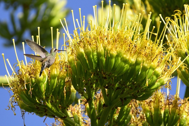foto:Maria de Lourdes Chapa de Zuazua  - lo hecho en México