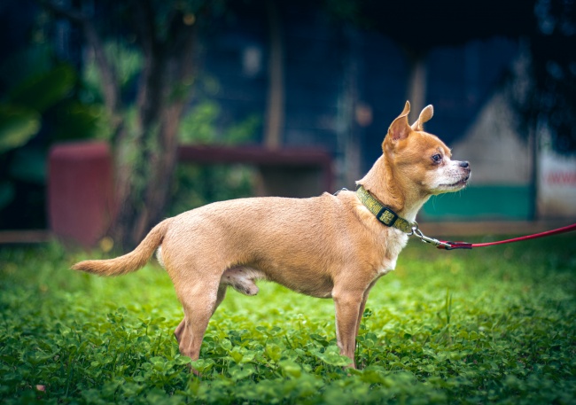 foto:Didier Alexander Martínez Garrido   - lo hecho en México