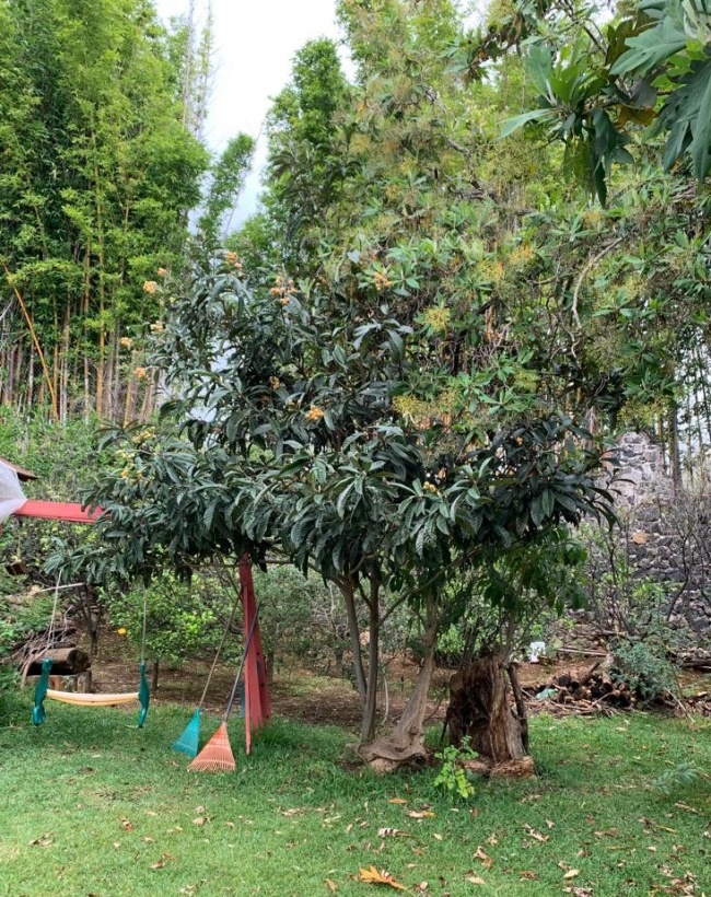 foto:job Tariq Ornelas Santana  - lo hecho en México