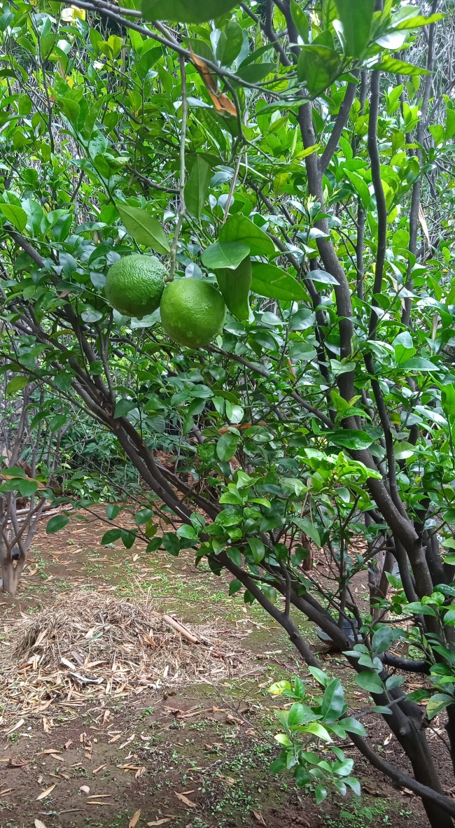 foto:job Tariq Ornelas Santana  - lo hecho en México